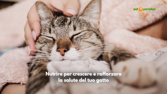 AEquilibriavet Cibo Umido Per Gatti: Nutrizione Ottimale