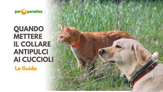 collare-antipulci-cane-gatti