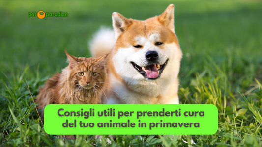 Scopri come prenderti cura del tuo animale domestico in primavera: consigli essenziali per mantenere il suo benessere