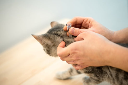 Parafarmaceutici Camon: come prenderti naturalmente cura del tuo cane