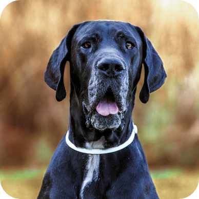 Deltatic - Collare Antiparassitario Maxi - 75cm - Confezione da 2pz