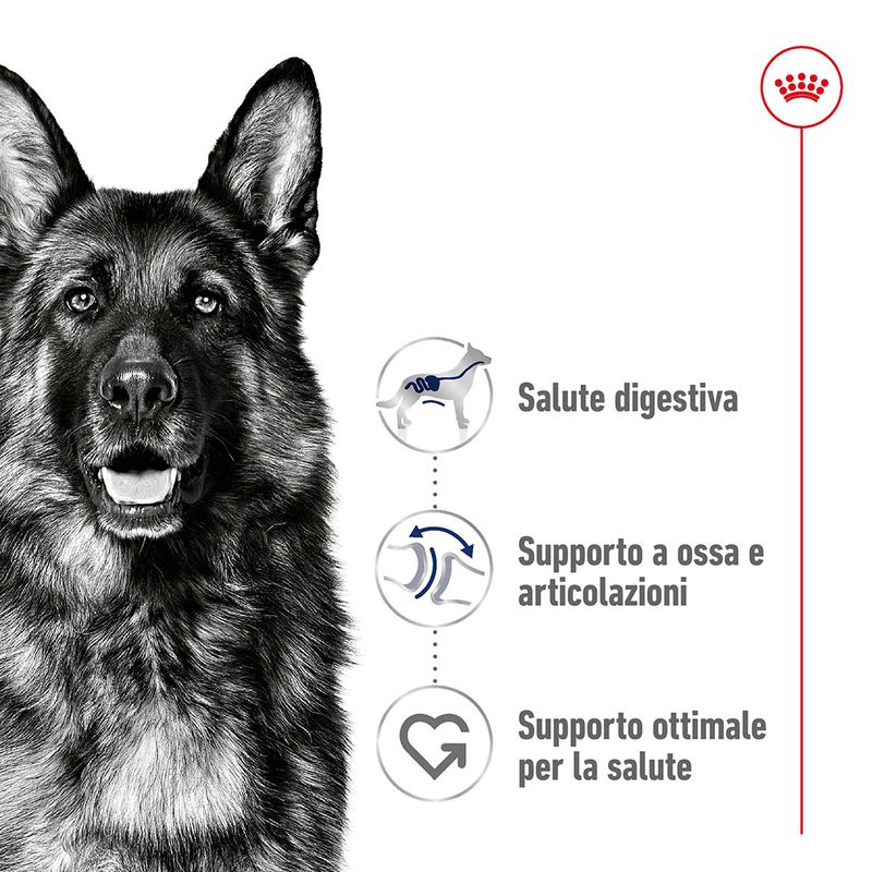 Royal Canin - Crocchette Maxi - Cani adulti di taglia grande - 12kg