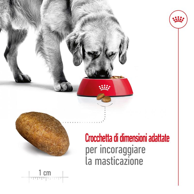 Royal Canin - Crocchette Maxi - Cani adulti di taglia grande - 12kg