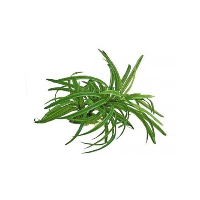PLANT REPLICA DRACENA 25 CM
