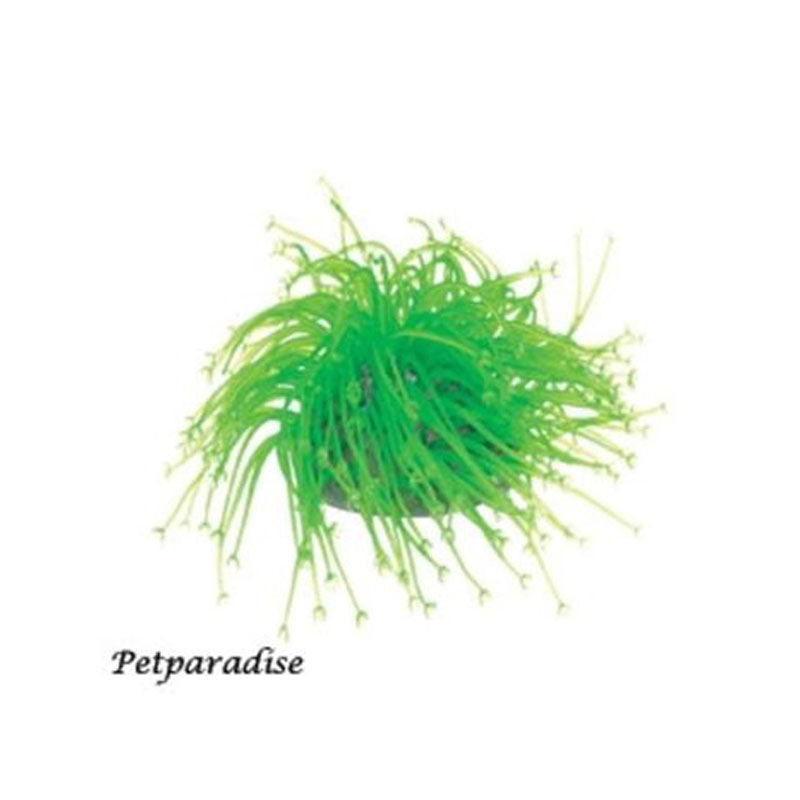 REEF-LIFE*Anemone*GIALL.Fluor.