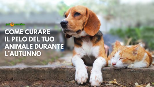 Come Prendersi Cura del Pelo di Cani e Gatti Durante l'Autunno